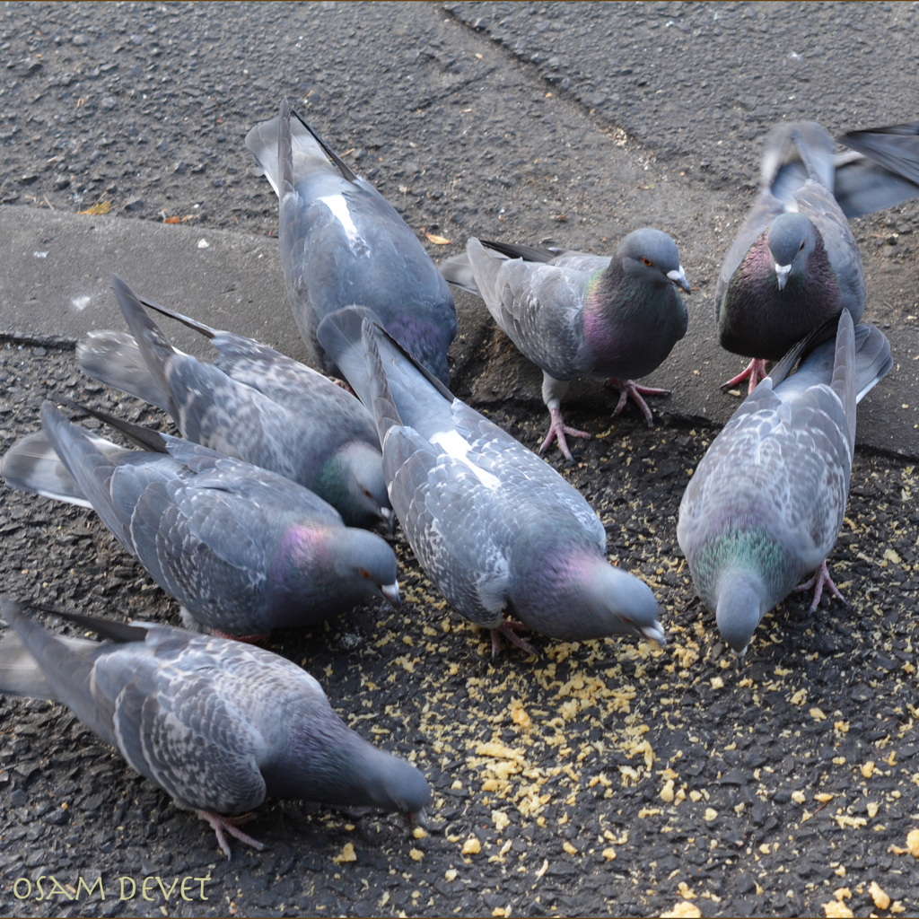 Breakfast for doves