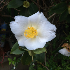 camellia white01