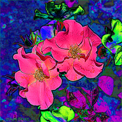 Enough mature rose04