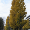 The yellow road