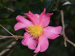 Camellia sasanqua