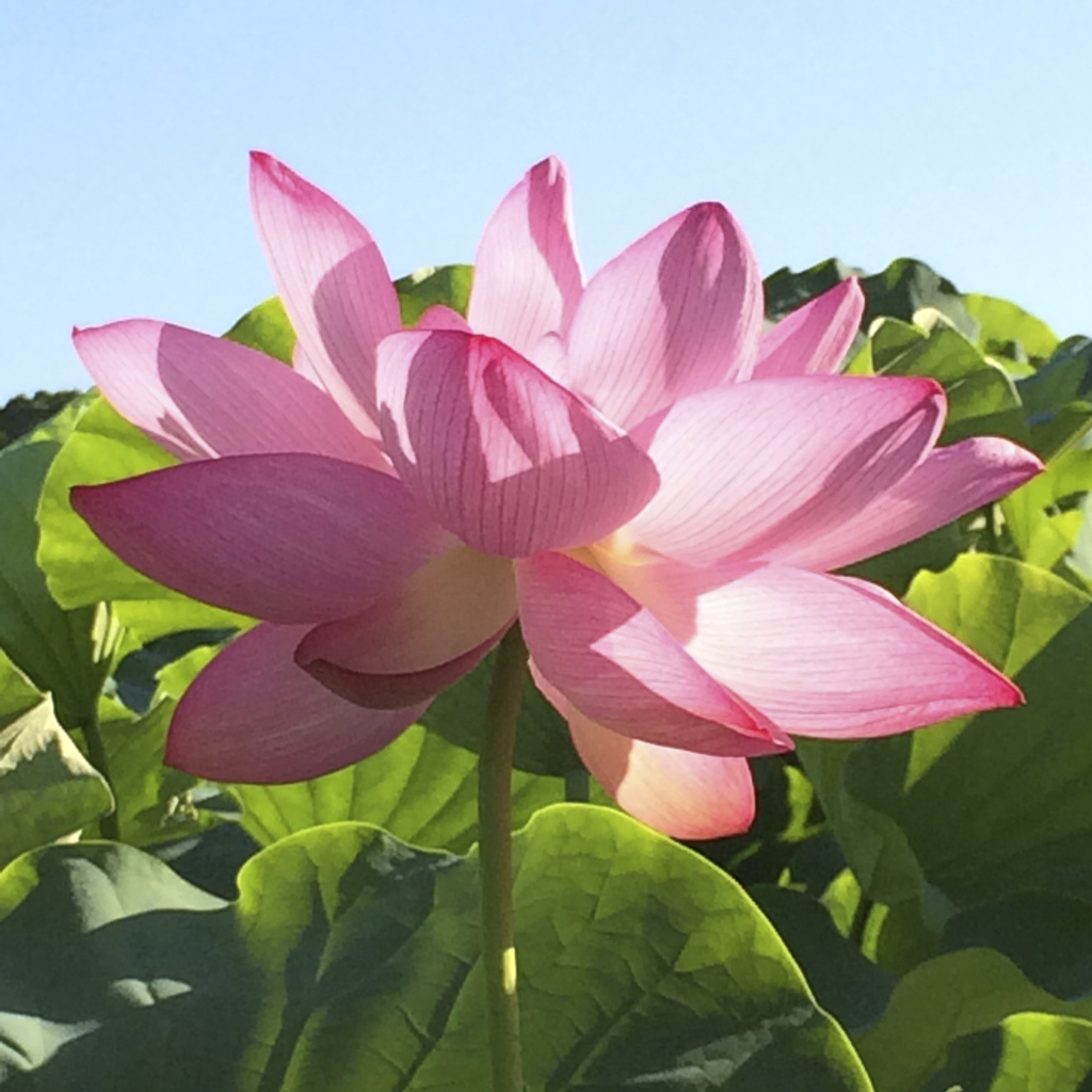 lotus02 iphone5s