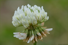 White clover132