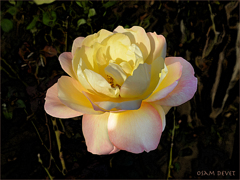 peech colored rose