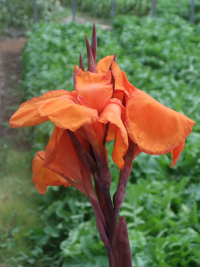 カンナ　a kind of Canna