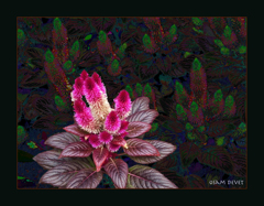 Red plants 