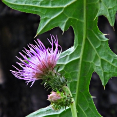 アザミ　A flower and leaf of the thistle