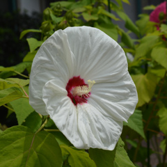 a big white DSC_0056