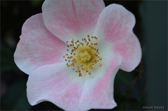 Single-petalled rose spwcial