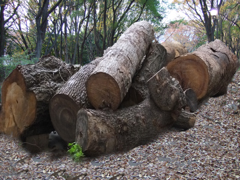 A large quantity of wood