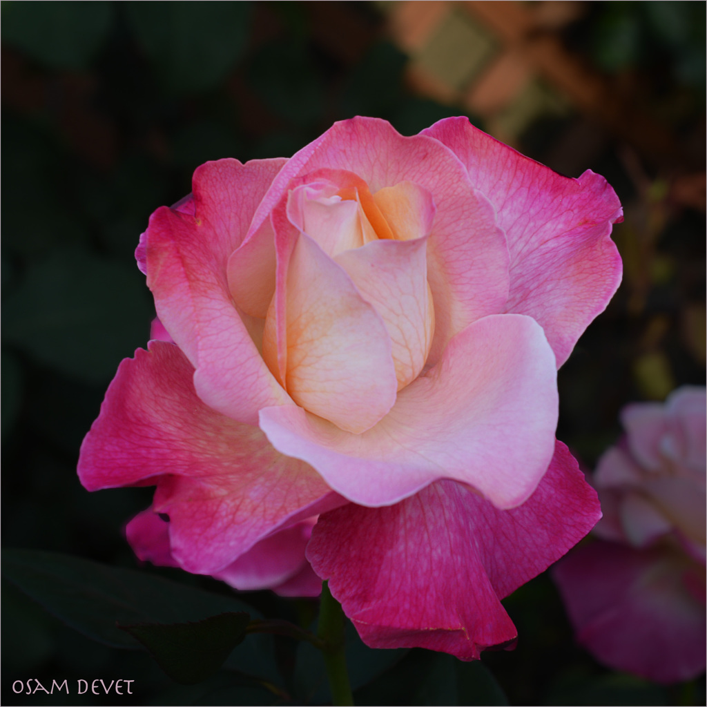 an elegant one 