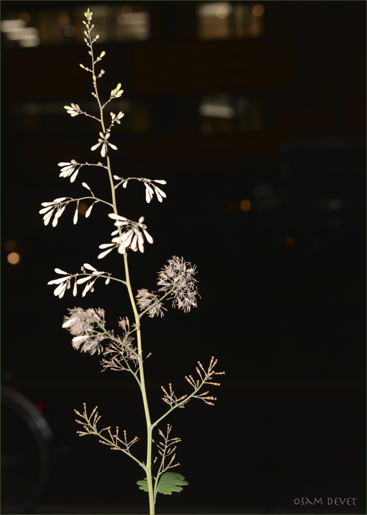Tall grass
