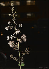 Tall grass