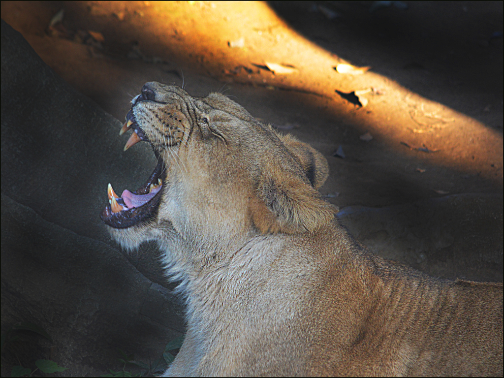 Big yawn