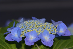 Hydrangea561