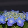 Hydrangea561