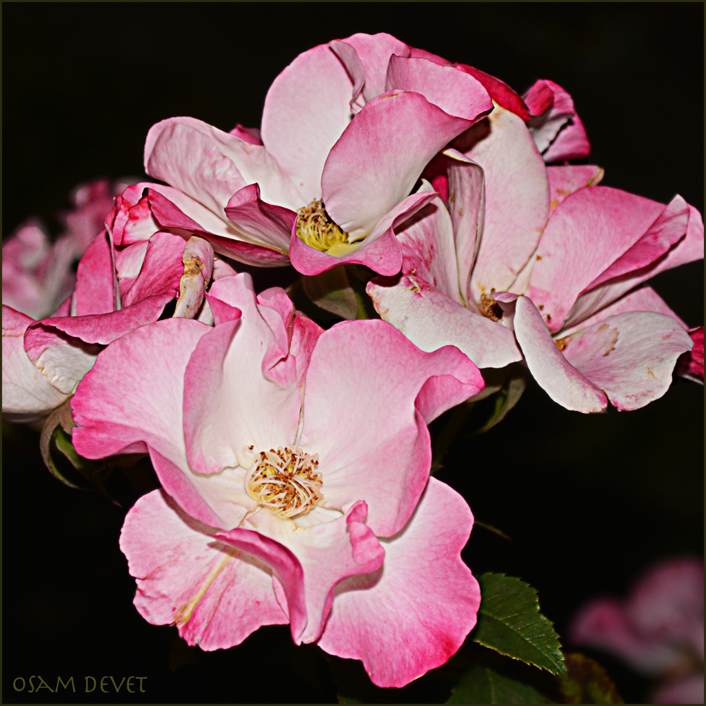 Enough mature rose07