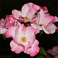 Enough mature rose07