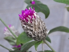unknown bud?