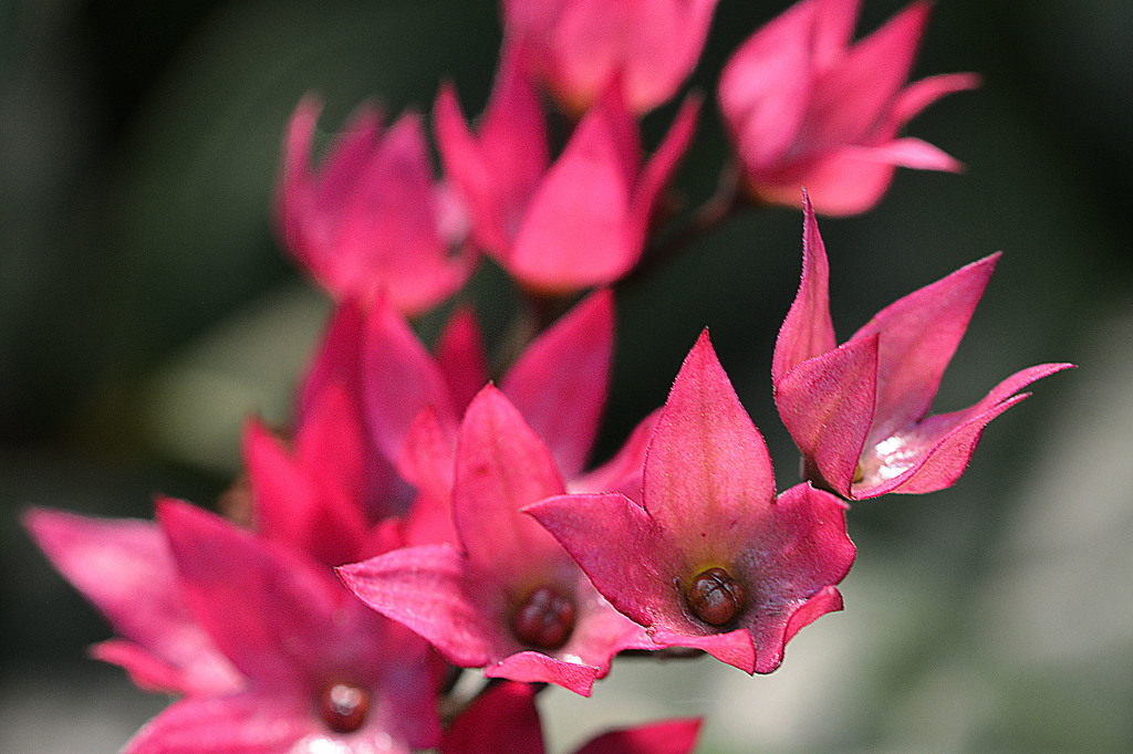 red flowers0224