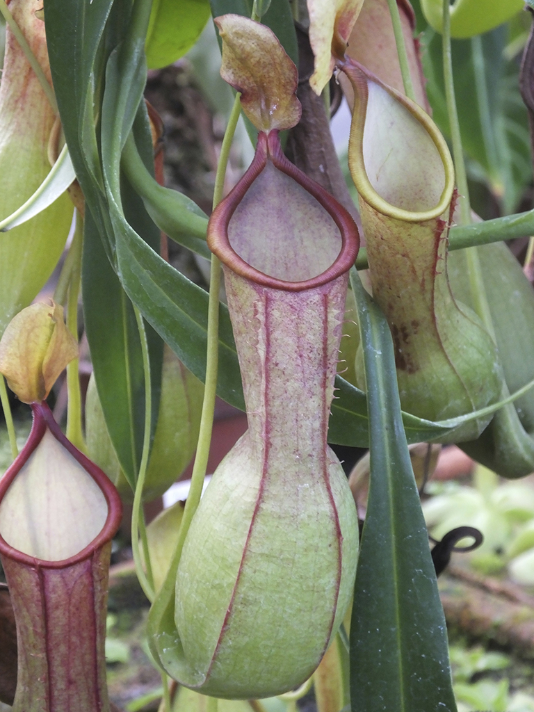 ウツボカズラ　Nepenthes