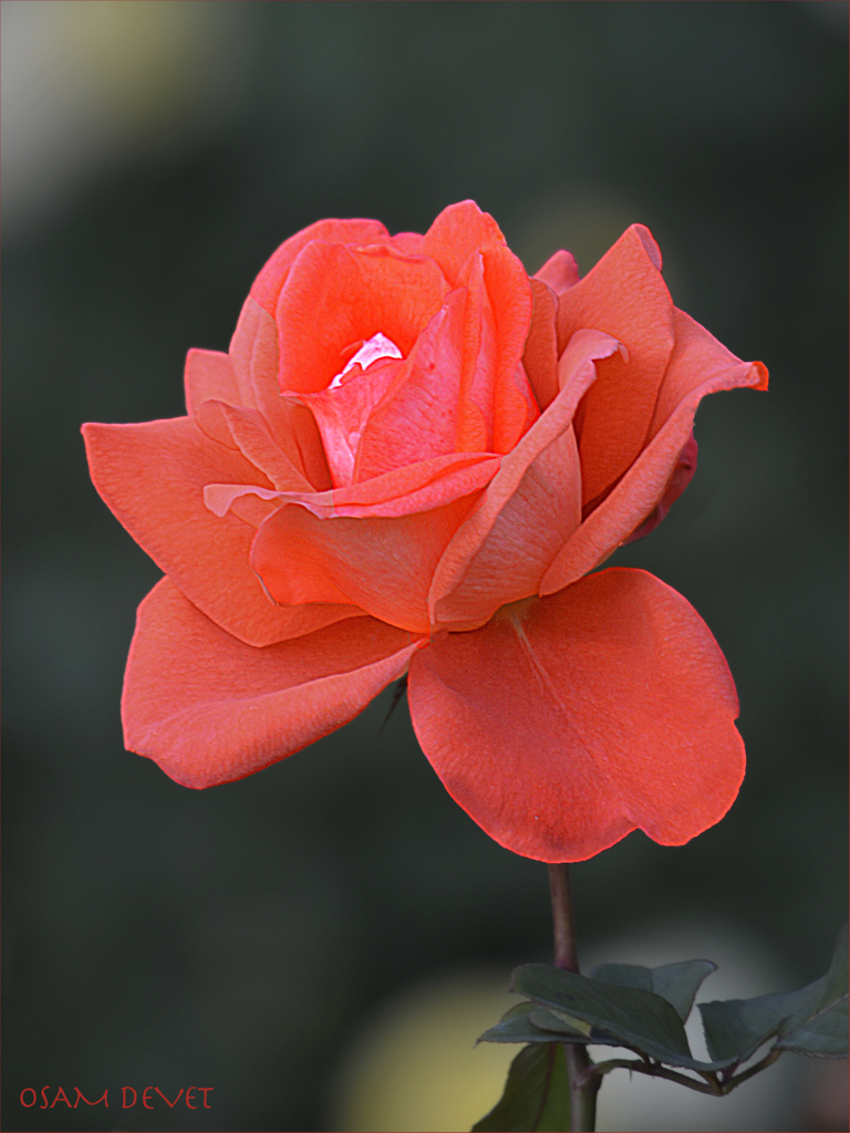 RED ROSE HIBIYA03