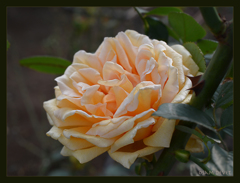 Yellow white rose