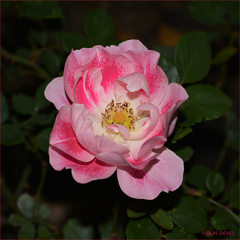 Rose dark and light pink mixture