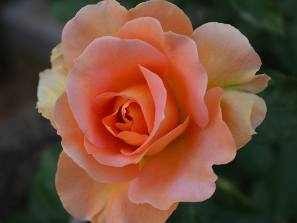 orange rose535