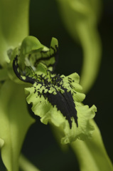 green orchid0101