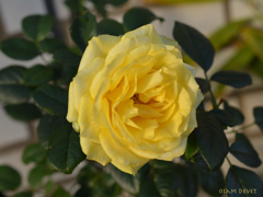 Yellow rose02