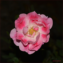 Rose dark and light pink mixture02
