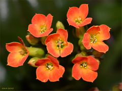 small orange flowers