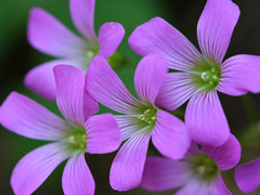 Violet wood-sorrel0034