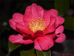 Camellia Bright Pink Yanesen01