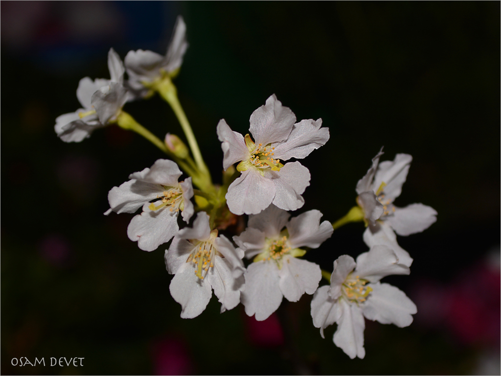 Cherry blossoms