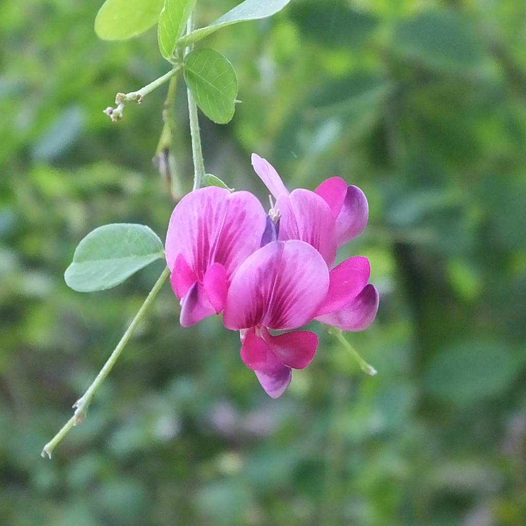 ソメワケハギ　Lespedeza japonica bailey03