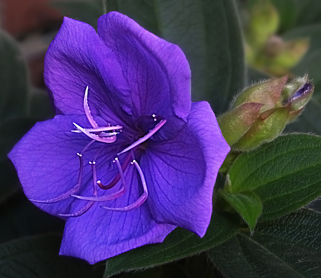 野牡丹　Melastomataceae