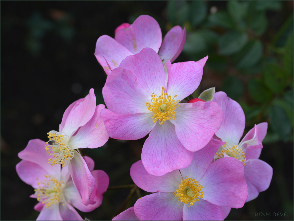 Pink roses01