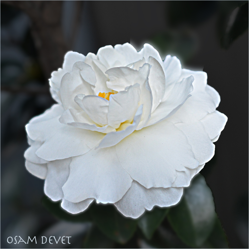 Camellia white Higashi-Nippori01