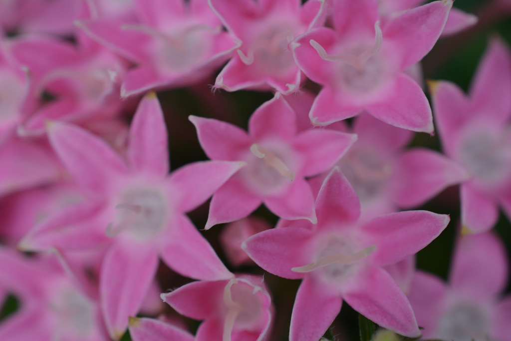 SMALL PINKSDSC_0382