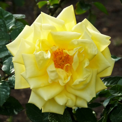 黄色いバラ　yellow rose01