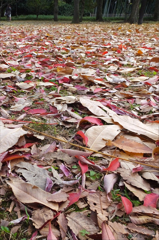 The fallen leaves03