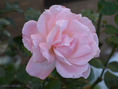 light pink rose02
