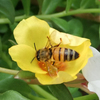 ミツバチ bee and yellow flower