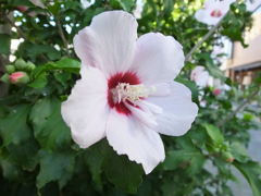 Hibiscus mutabilis