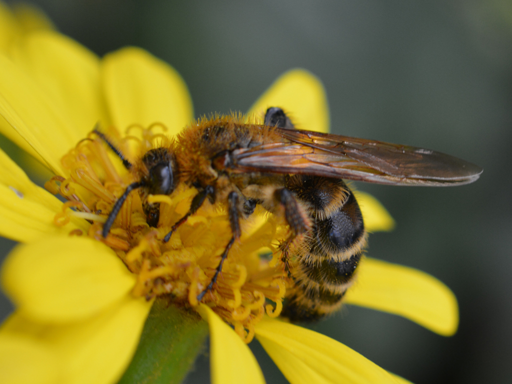 アシナガバチ　Polistes