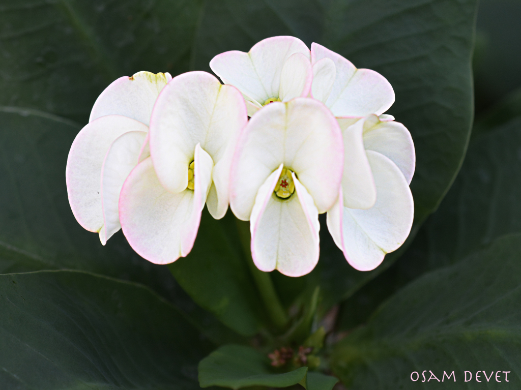 Bright pink edge flower