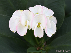 Bright pink edge flower