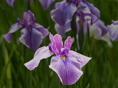 iris0133